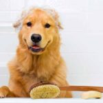 Bañar a tu mascota nunca fue tan rentable.